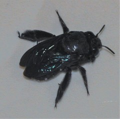 Amegilla violacea