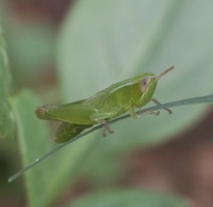Acrididae
