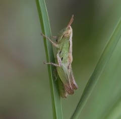 Acrididae