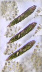Lepocinclis fusca