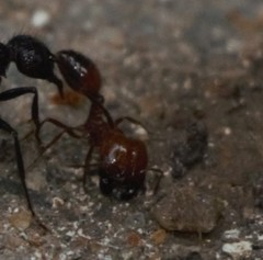 Solenopsis geminata