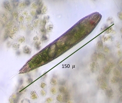Lepocinclis fusca