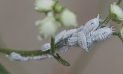 Phenacoccus solenopsis