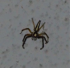 Telamonia dimidiata