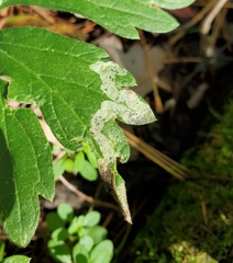 Phytomyza obscura group