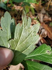 Phytomyza obscura group