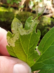 Phytomyza obscura group