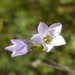 Gilia angelensis - Photo (c) Joe Miller, μερικά δικαιώματα διατηρούνται (CC BY-NC), uploaded by Joe Miller