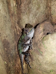 Acanthosaura lepidogaster