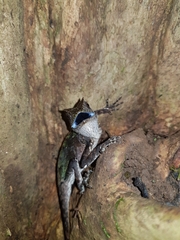 Acanthosaura lepidogaster