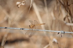 Brachythemis lacustris