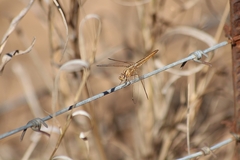 Brachythemis lacustris
