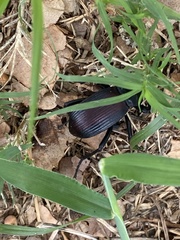 Eleodes suturalis