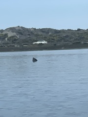 Phoca vitulina