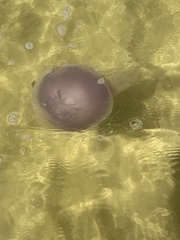 Drymonema larsoni image