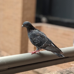 Columba livia domestica