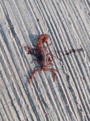 Centruroides ornatus