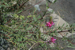 Onobrychis cyri