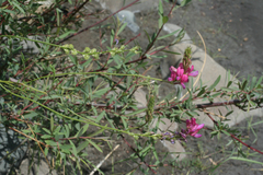 Onobrychis cyri