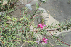 Onobrychis cyri