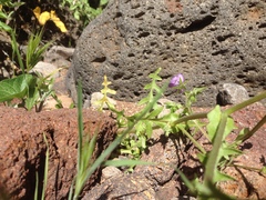 Pholistoma auritum auritum