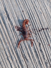 Centruroides ornatus