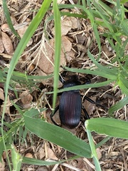 Eleodes suturalis