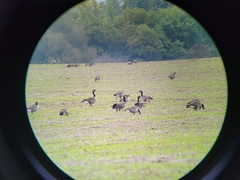 Branta hutchinsii hutchinsii