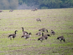Branta hutchinsii hutchinsii