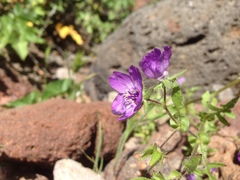Pholistoma auritum auritum