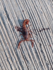 Centruroides ornatus