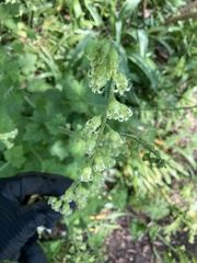 Tellima