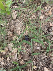 Eleodes suturalis