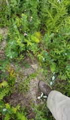 Solidago gracillima