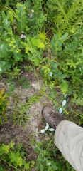Solidago gracillima