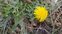Cichorieae