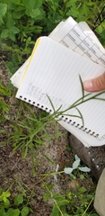 Solidago gracillima