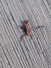 Centruroides ornatus