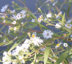 Symphyotrichum lanceolatum