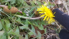 Cichorieae