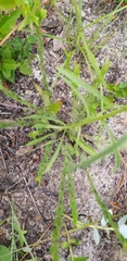 Solidago gracillima