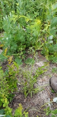 Solidago gracillima