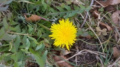 Cichorieae