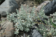 Cladochaeta candidissima