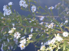 Symphyotrichum lanceolatum