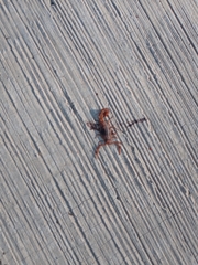 Centruroides ornatus