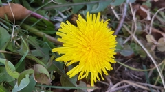 Cichorieae