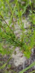 Lechea minor