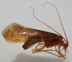 Limnephilus externus