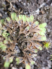 Riccia beyrichiana